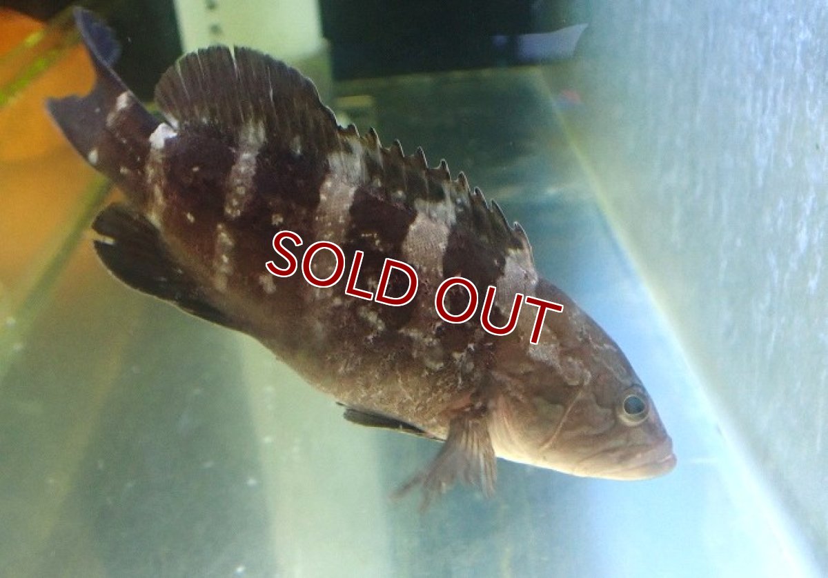 画像3: 【10%OFF対象商品30周年セール】【海水魚・ハタ】【通販】乾燥エビ良く食べます♪クエ（Sサイズ）【1匹】（±9-12cm） (サンプル画像）（生体）(海水魚) (3)