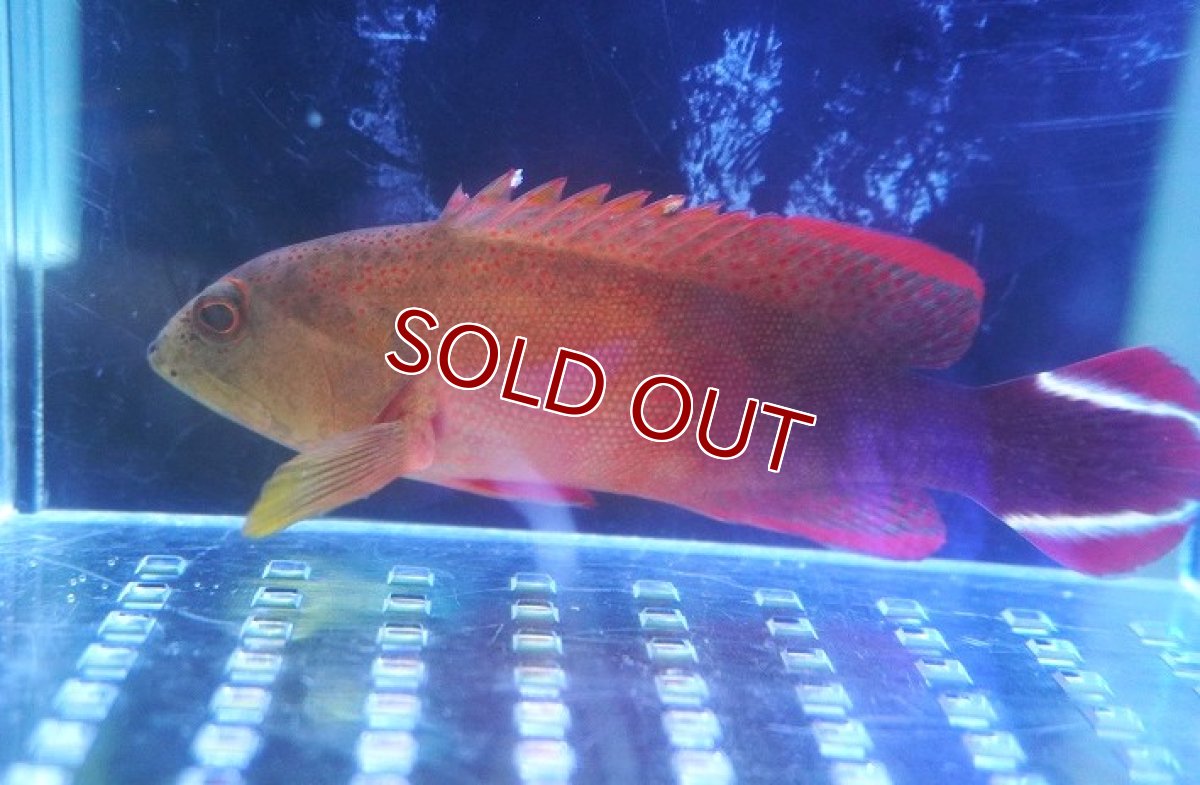 画像1: 【海水魚・ハタ】【通販】ニジハタ【1匹】（±4-5cm） (サンプル画像）（生体）(海水魚) (1)