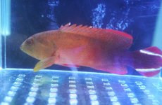 画像1: 【決算セール クーポンご利用で更に10％OFF対象商品】 【海水魚・ハタ】【通販】ニジハタ【1匹】（±4-5cm） (サンプル画像）（生体）(海水魚) (1)