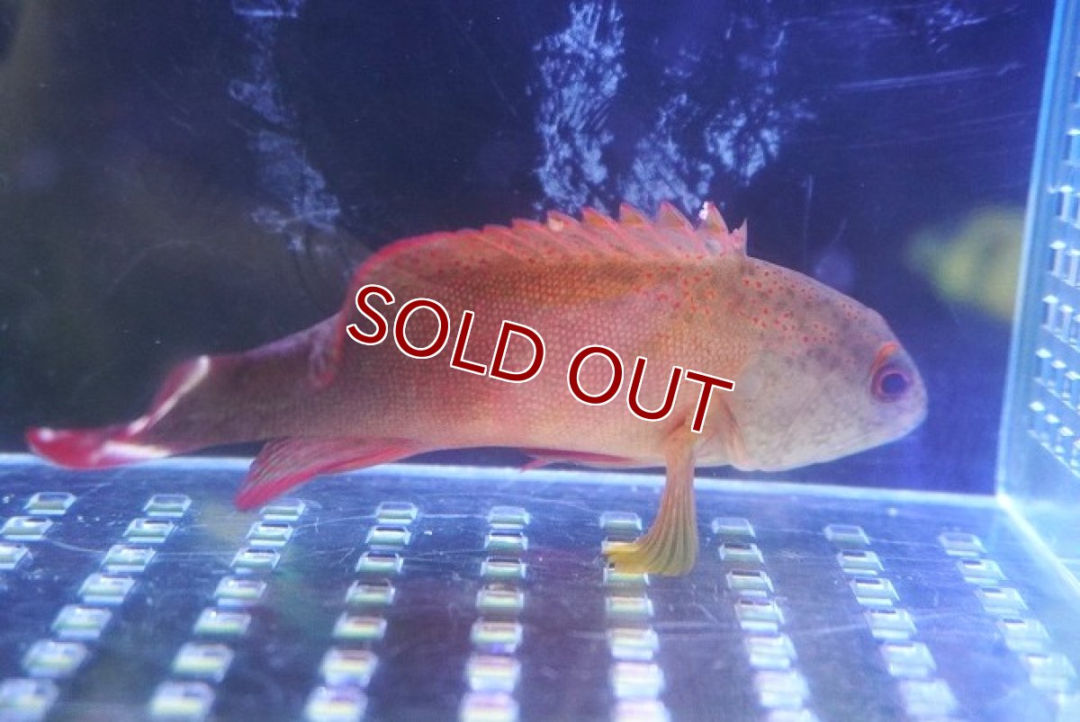 画像2: 【海水魚・ハタ】【通販】ニジハタ【1匹】（±4-5cm） (サンプル画像）（生体）(海水魚) (2)