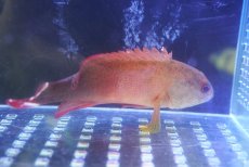 画像2: 【決算セール クーポンご利用で更に10％OFF対象商品】 【海水魚・ハタ】【通販】ニジハタ【1匹】（±4-5cm） (サンプル画像）（生体）(海水魚) (2)