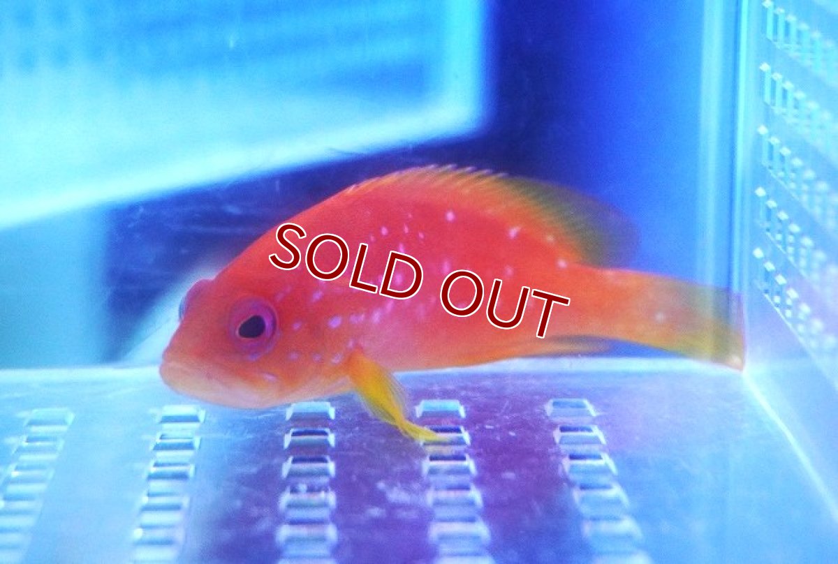 画像1: 【10%OFF対象商品30周年セール】【海水魚・ハタ】【通販】ユカタハタ（SMサイズ）【1匹】（±8-10cm） (サンプル画像）（生体）(海水魚) (1)