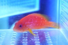 画像1: 【決算セール クーポンご利用で更に10％OFF対象商品】 【海水魚・ハタ】【通販】ユカタハタ（SMサイズ）【1匹】（±8-10cm） (サンプル画像）（生体）(海水魚) (1)