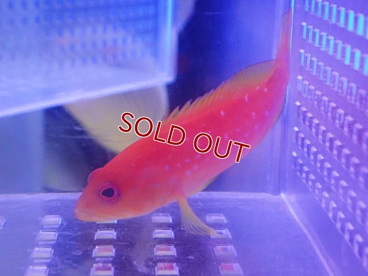 画像2: 【10%OFF対象商品30周年セール】【海水魚・ハタ】【通販】ユカタハタ（SMサイズ）【1匹】（±8-10cm） (サンプル画像）（生体）(海水魚) (2)