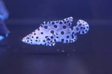 画像1: 【海水魚・ハタ】【通販】サラサハタ(S〜SMサイズ）(1匹)±5〜8cm(サンプル画像）（生体）(海水魚)（サンゴ） (1)