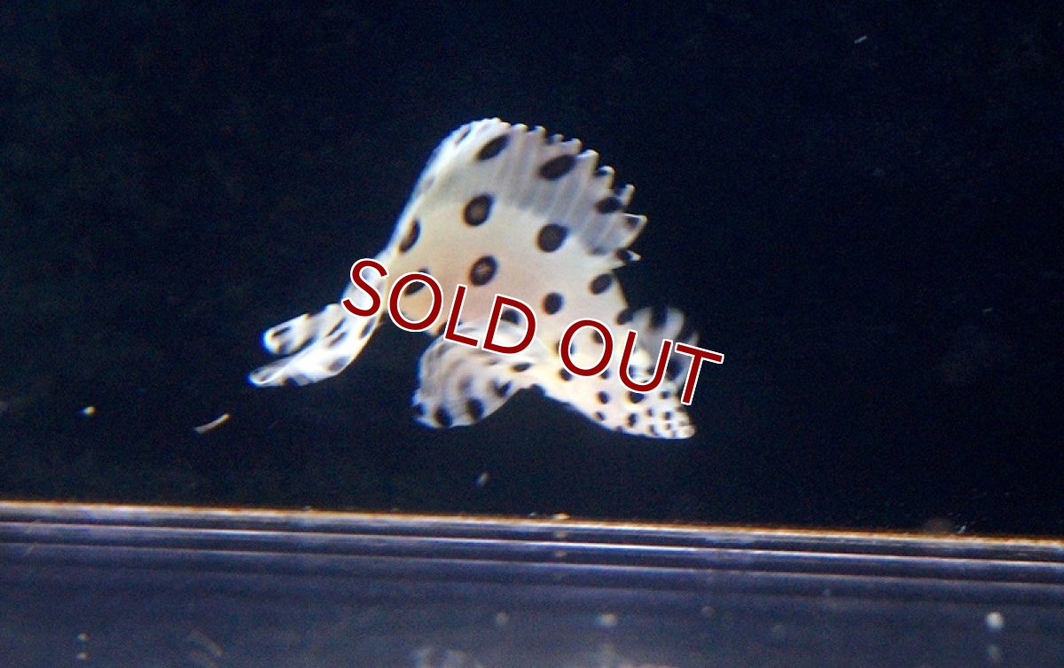 画像2: 【海水魚・ハタ】サラサハタ(S〜SMサイズ）(1匹)±5〜8cm(サンプル画像）（生体）(海水魚)（サンゴ） (2)