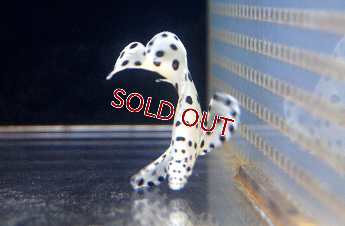 画像3: 【海水魚・ハタ】サラサハタ(S〜SMサイズ）(1匹)±5〜8cm(サンプル画像）（生体）(海水魚)（サンゴ） (3)