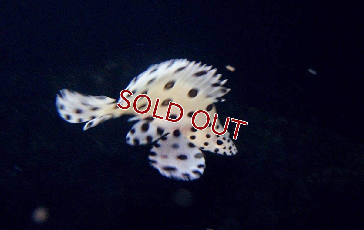 画像4: 【海水魚・ハタ】サラサハタ(S〜SMサイズ）(1匹)±5〜8cm(サンプル画像）（生体）(海水魚)（サンゴ） (4)