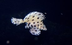 画像4: 【海水魚・ハタ】【通販】サラサハタ(S〜SMサイズ）(1匹)±5〜8cm(サンプル画像）（生体）(海水魚)（サンゴ） (4)