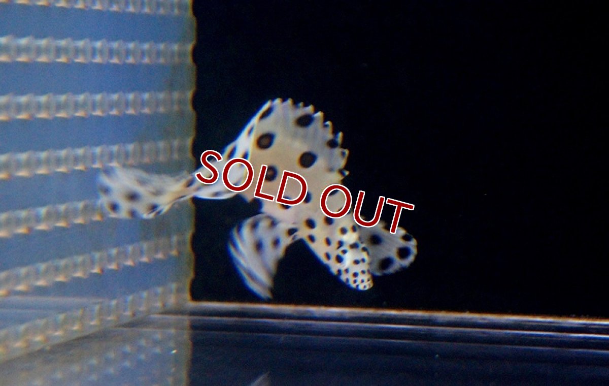 画像5: 【海水魚・ハタ】サラサハタ(S〜SMサイズ）(1匹)±5〜8cm(サンプル画像）（生体）(海水魚)（サンゴ） (5)