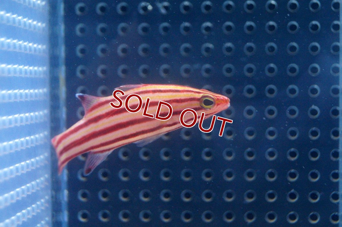 画像2: 【海水魚】スイスガードバスレット(M-MLサイズ) (1匹)4-5cm前後(サンプル画像）（生体）(海水魚)（サンゴ） (2)