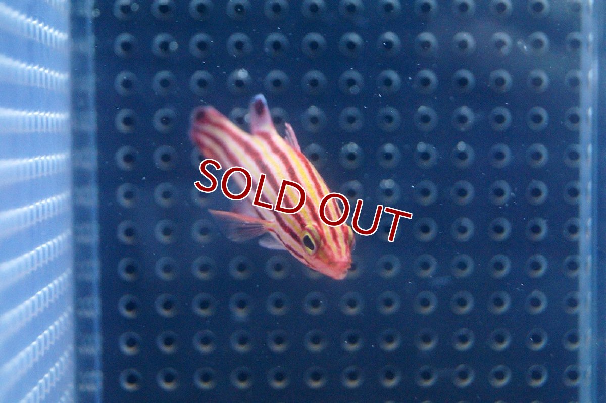 画像3: 【海水魚】スイスガードバスレット(M-MLサイズ) (1匹)4-5cm前後(サンプル画像）（生体）(海水魚)（サンゴ） (3)