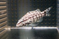 画像2: 【海水魚】【通販】ハーレクインバスレット(1匹)5-7cm前後(サンプル画像）（生体）(海水魚)（サンゴ） (2)