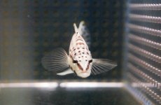 画像3: 【海水魚】【通販】ハーレクインバスレット(1匹)5-7cm前後(サンプル画像）（生体）(海水魚)（サンゴ） (3)