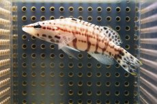 画像4: 【海水魚】【通販】ハーレクインバスレット(1匹)5-7cm前後(サンプル画像）（生体）(海水魚)（サンゴ） (4)