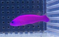 画像1: 【海水魚】【通販】クレナイニセスズメ(1匹)4-6cm前後(サンプル画像）（生体）(海水魚)（サンゴ） (1)