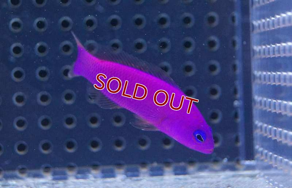 画像2: 【海水魚】クレナイニセスズメ(1匹)4-6cm前後(サンプル画像）（生体）(海水魚)（サンゴ） (2)