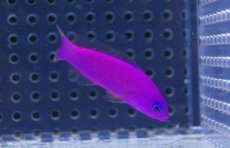 画像2: 【海水魚】【通販】クレナイニセスズメ(1匹)4-6cm前後(サンプル画像）（生体）(海水魚)（サンゴ） (2)