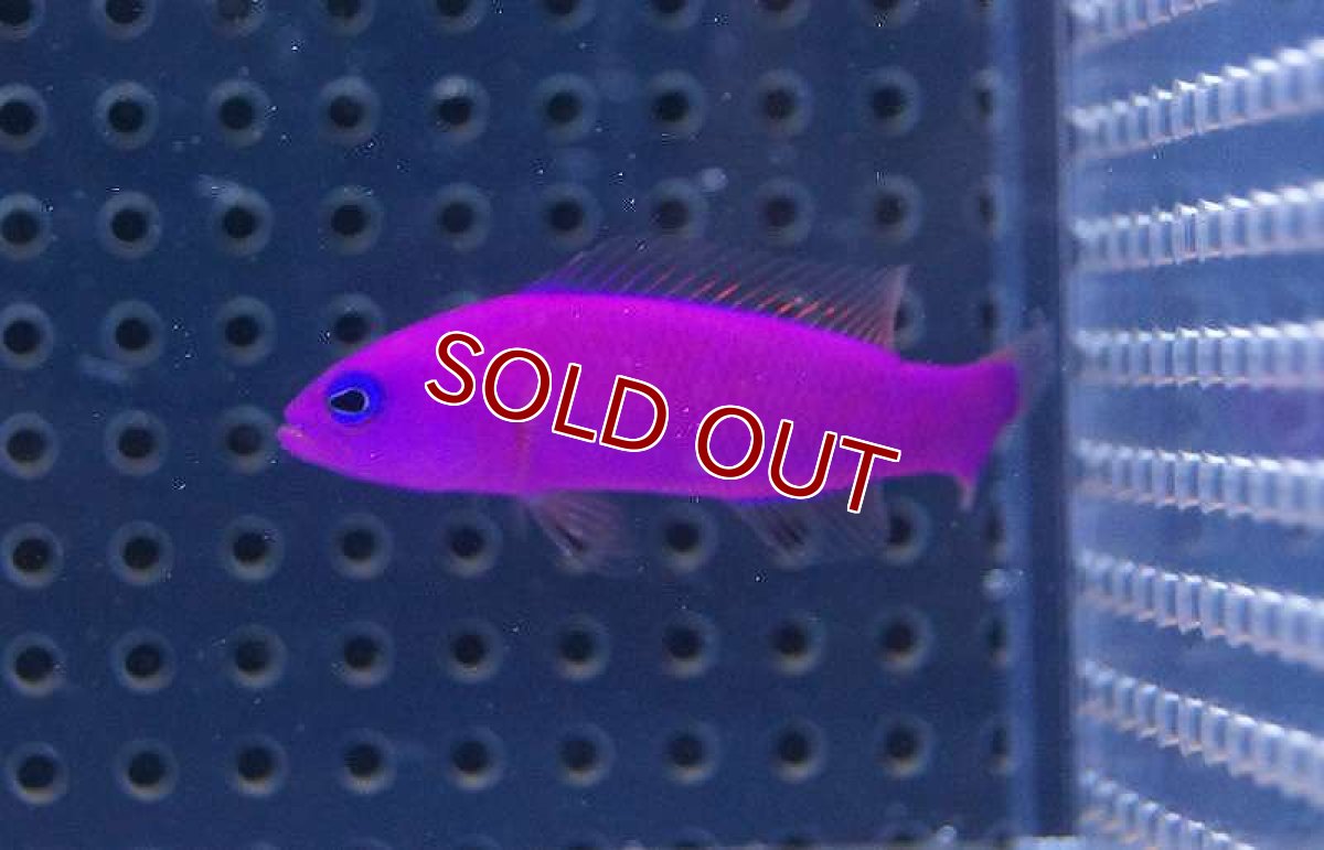 画像3: 【海水魚】クレナイニセスズメ(1匹)4-6cm前後(サンプル画像）（生体）(海水魚)（サンゴ） (3)