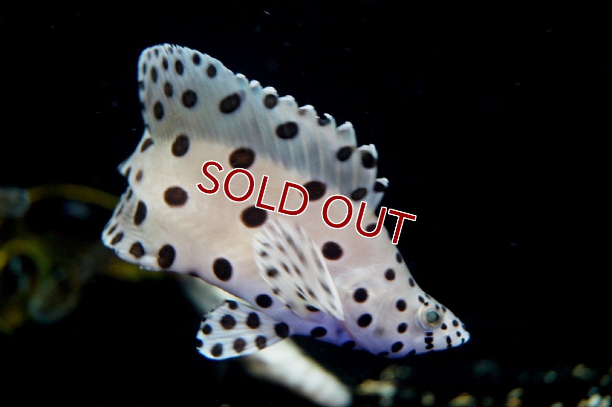 画像2: 【海水魚】サラサハタ　（Mサイズ）(1匹)±10-13cm前後(サンプル画像）（生体）(海水魚)（サンゴ） (2)