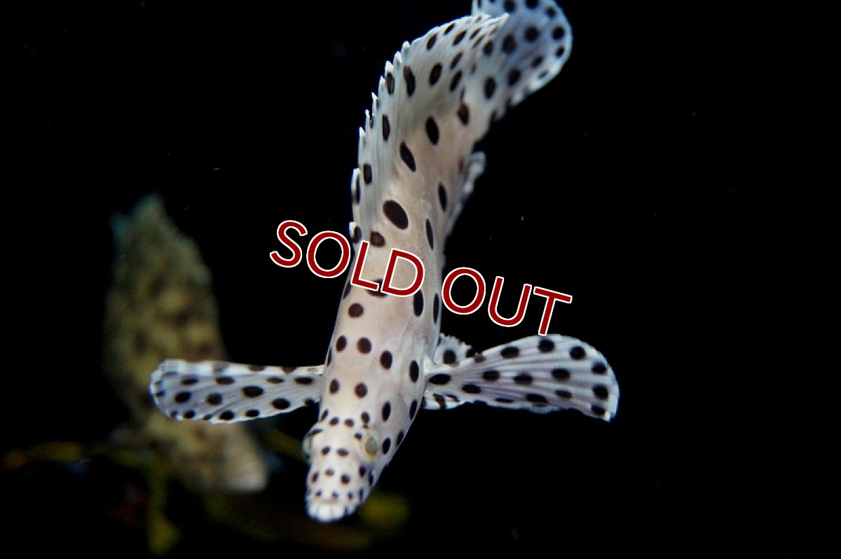 画像3: 【海水魚】サラサハタ　（Mサイズ）(1匹)±10-13cm前後(サンプル画像）（生体）(海水魚)（サンゴ） (3)