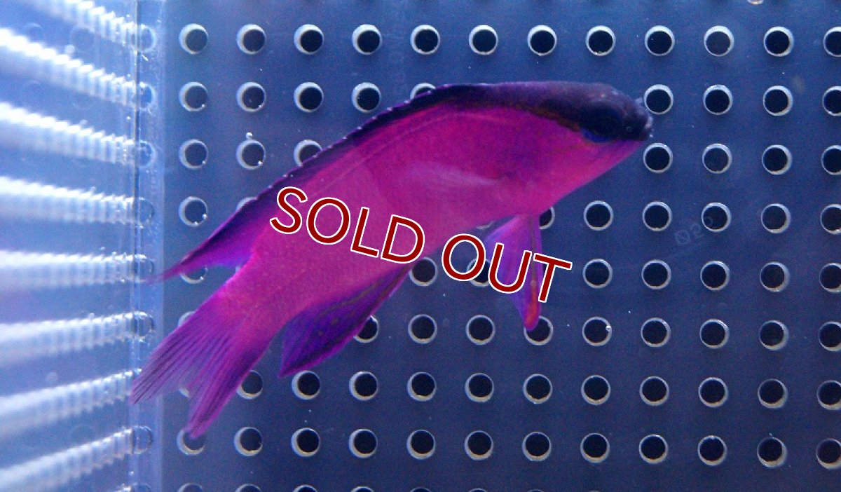 画像2: 【海水魚】ブラックキャップバスレット(1匹)±4-5cm(サンプル画像）（生体）(海水魚)（サンゴ） (2)