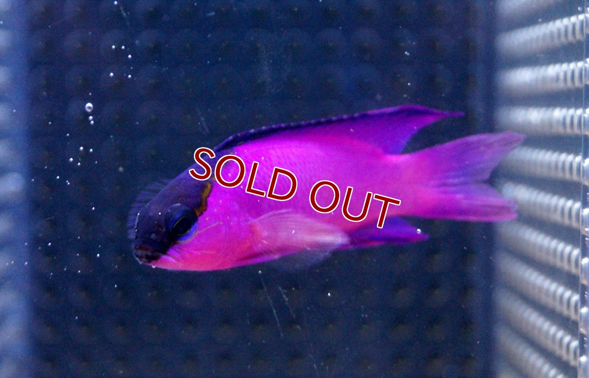 画像3: 【海水魚】ブラックキャップバスレット(1匹)±4-5cm(サンプル画像）（生体）(海水魚)（サンゴ） (3)