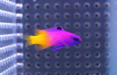 画像1: 【海水魚】ロイヤルグラマ(SM〜Mサイズ）(1匹)±4-5cm(サンプル画像）（生体）(海水魚)（サンゴ） (1)