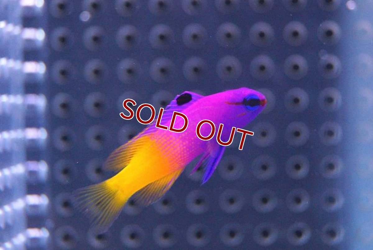 画像2: 【海水魚】ロイヤルグラマ(SM〜Mサイズ)(1匹)±4-5cm(サンプル画像)(生体)(海水魚)(サンゴ) (2)