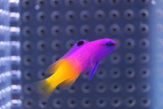 画像2: 【海水魚】ロイヤルグラマ(SM〜Mサイズ）(1匹)±4-5cm(サンプル画像）（生体）(海水魚)（サンゴ） (2)