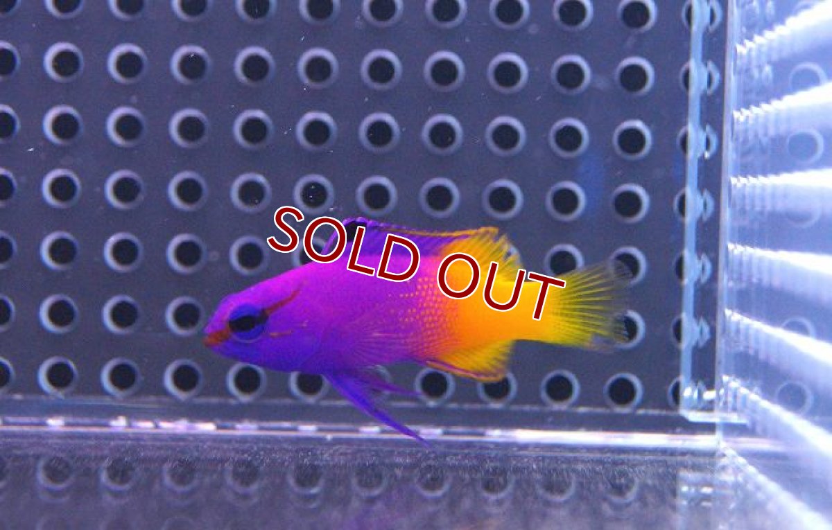 画像3: 【海水魚】ロイヤルグラマ(SM〜Mサイズ)(1匹)±4-5cm(サンプル画像)(生体)(海水魚)(サンゴ) (3)