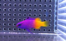 画像3: 【海水魚】ロイヤルグラマ(SM〜Mサイズ）(1匹)±4-5cm(サンプル画像）（生体）(海水魚)（サンゴ） (3)