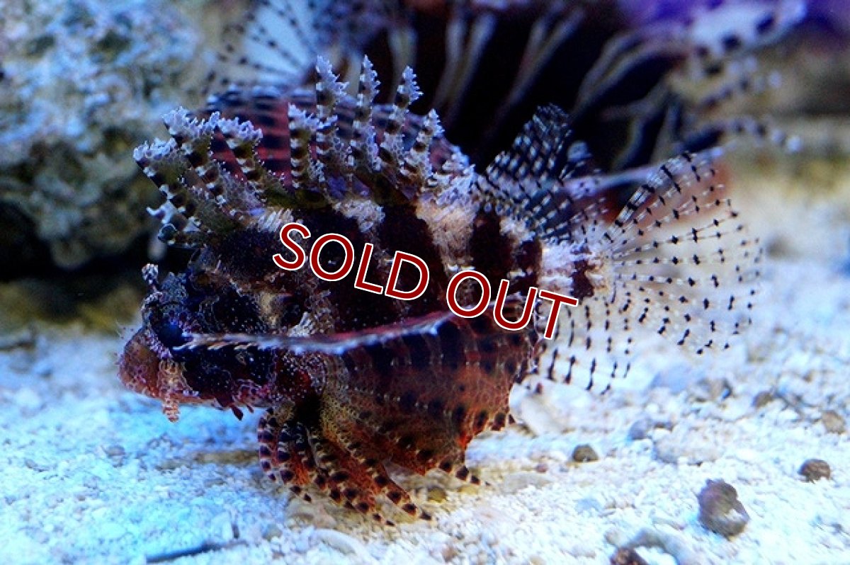 画像2: 【海水魚】シマヒメヤマノカミ(1匹)±6-8cm(サンプル画像）（生体）(海水魚)（サンゴ） (2)