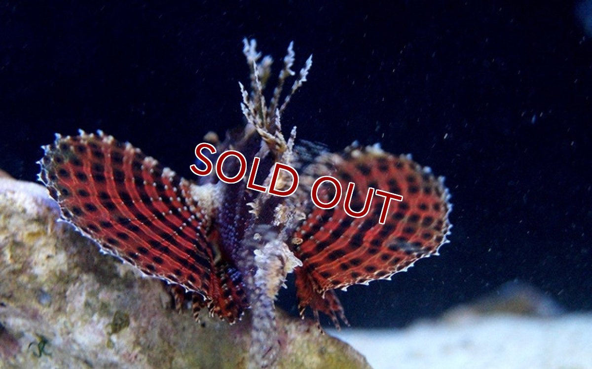 画像3: 【海水魚】シマヒメヤマノカミ(1匹)±6-8cm(サンプル画像）（生体）(海水魚)（サンゴ） (3)