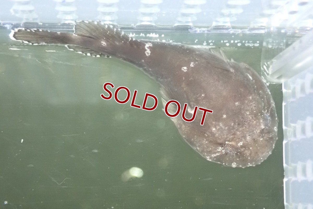 画像2: 【海水魚・クリングフィッシュ】カリビアンクリングフィッシュ(1匹)±4-5cm (サンプル画像）（生体）(海水魚) (2)