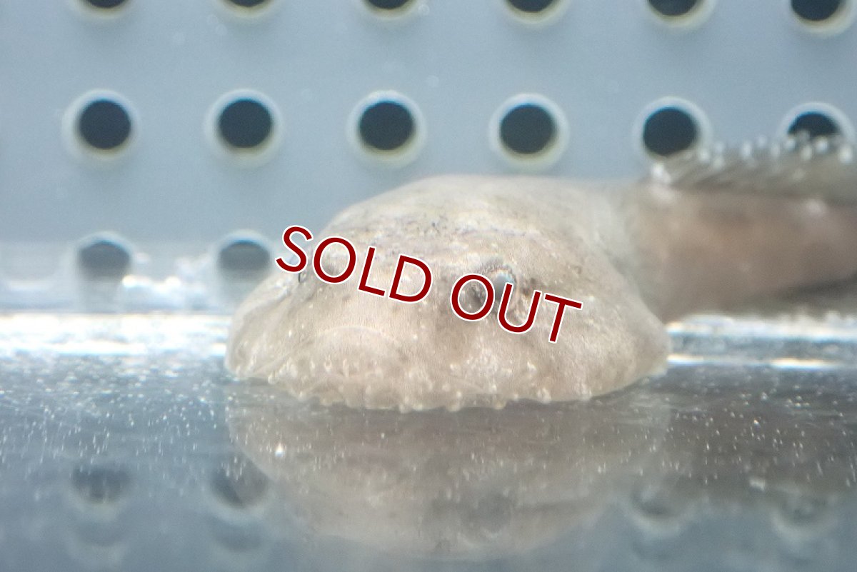 画像3: 【海水魚・クリングフィッシュ】カリビアンクリングフィッシュ(1匹)±4-5cm (サンプル画像）（生体）(海水魚) (3)