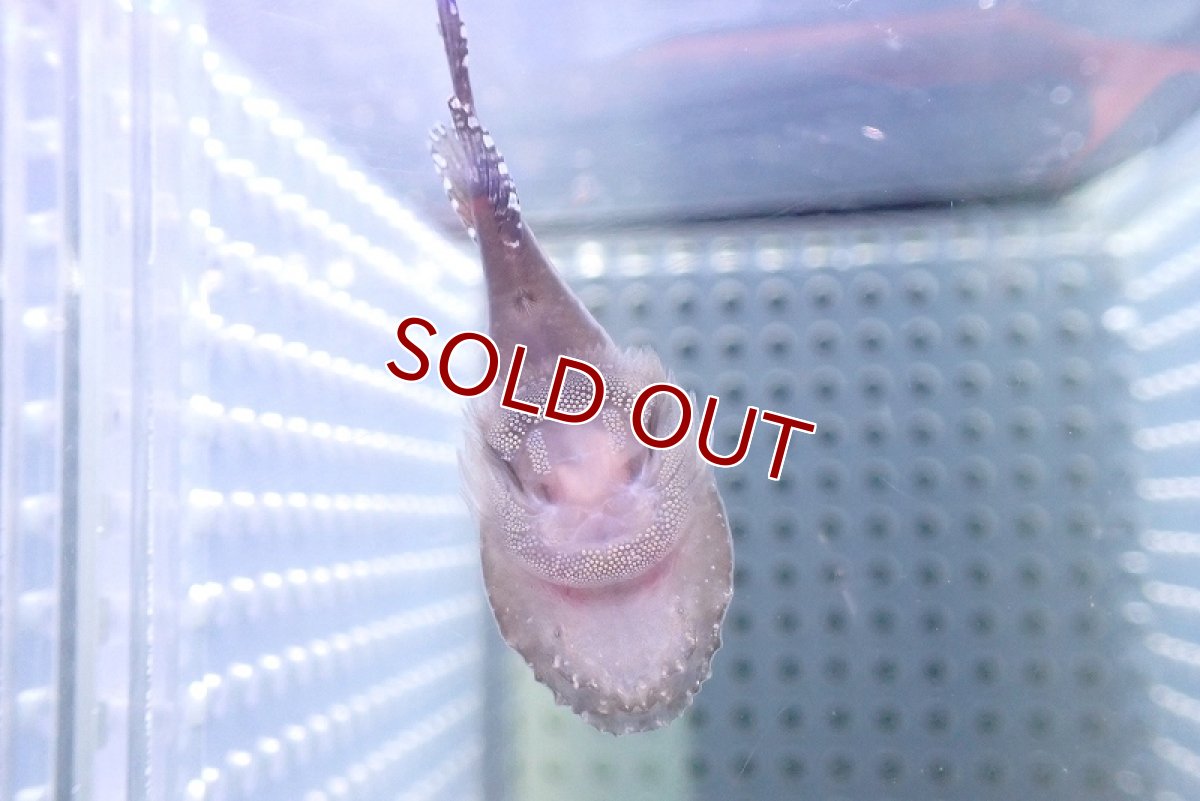 画像4: 【海水魚・クリングフィッシュ】カリビアンクリングフィッシュ(1匹)±4-5cm (サンプル画像）（生体）(海水魚) (4)