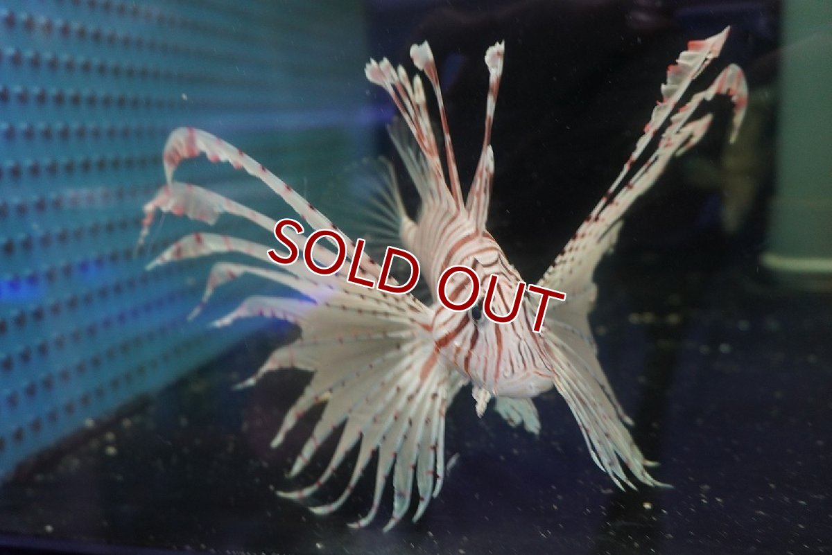 画像2: 【海水魚・カサゴ】ミノカサゴ（L-XLサイズ）(1匹)±15-18cm (サンプル画像）（生体）(海水魚) (2)