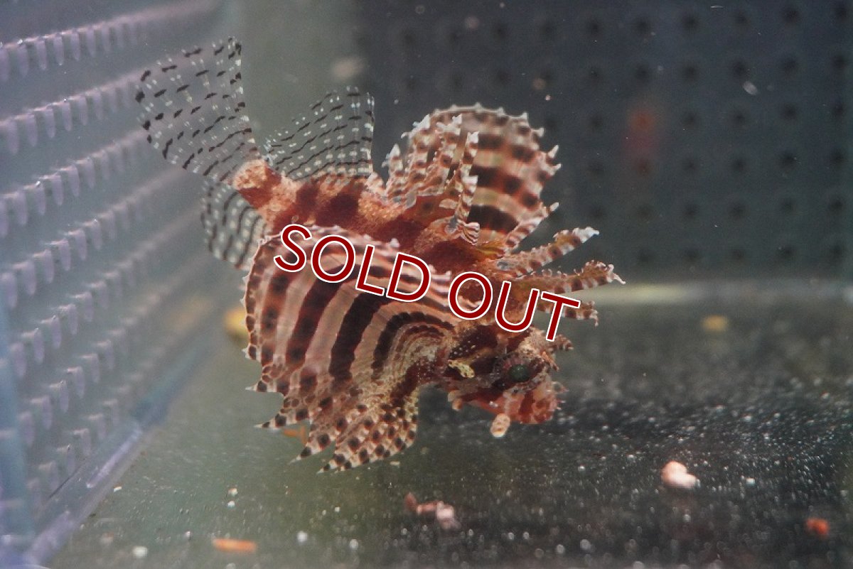 画像2: 【海水魚・カサゴ】シマヒメヤマノカミ（Sサイズ）(1匹)±4-5cm (サンプル画像）（生体）(海水魚) (2)