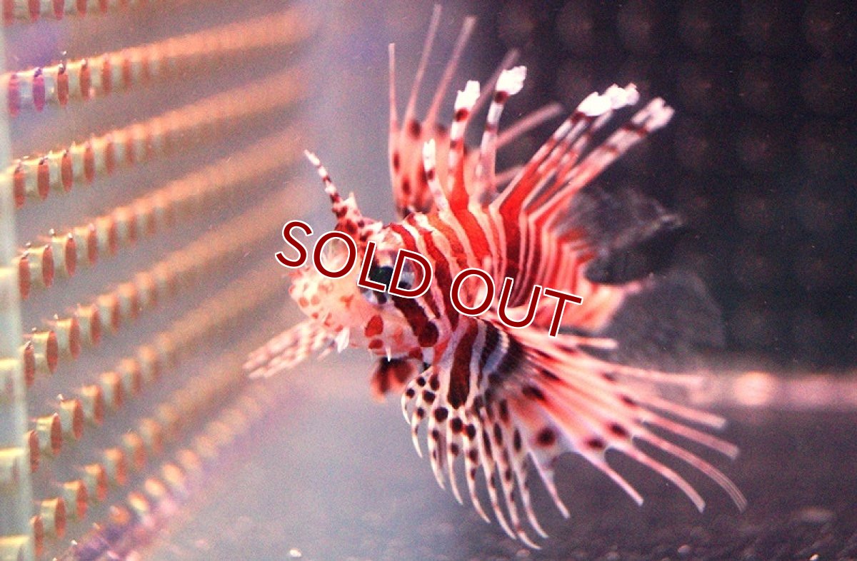 画像2: 【海水魚・カサゴ】ネッタイミノカサゴ（Sサイズ）(1匹)±4-5cm (サンプル画像）（生体）(海水魚) (2)