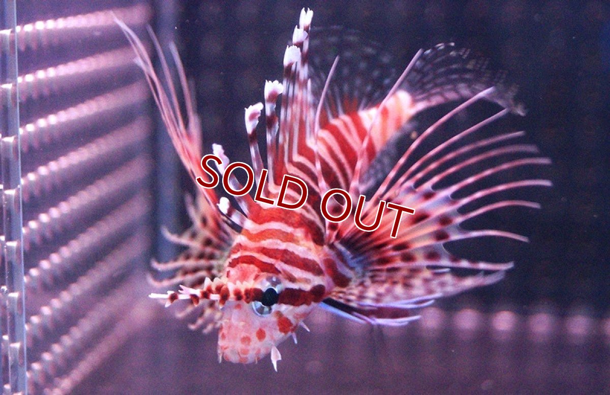 画像3: 【海水魚・カサゴ】ネッタイミノカサゴ（Sサイズ）(1匹)±4-5cm (サンプル画像）（生体）(海水魚) (3)