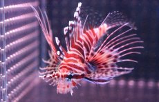 画像3: 【海水魚・カサゴ】【通販】ネッタイミノカサゴ（Sサイズ）(1匹)±4-5cm (サンプル画像）（生体）(海水魚) (3)