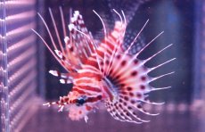 画像4: 【海水魚・カサゴ】【通販】ネッタイミノカサゴ（Sサイズ）(1匹)±4-5cm (サンプル画像）（生体）(海水魚) (4)