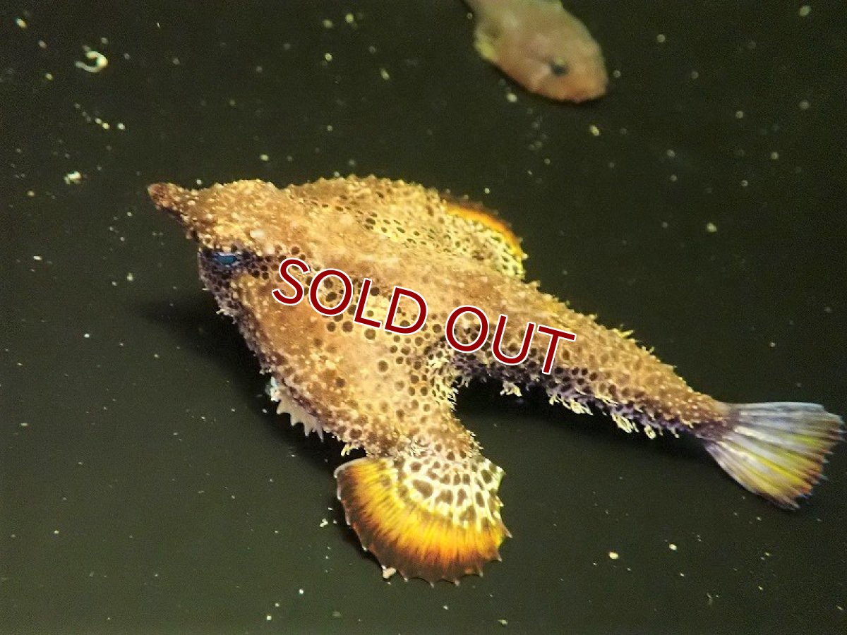 画像2: 【海水魚・バットフィッシュ】ウォーキングバットフィッシュ （1匹）（±6-9cm）（サンプル画像）（生体）(海水魚) (2)