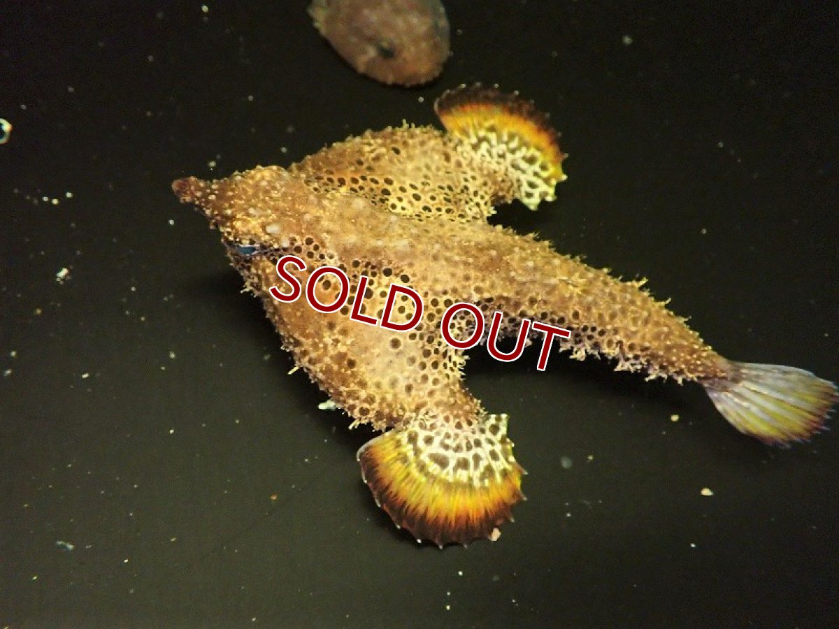 画像3: 【海水魚・バットフィッシュ】ウォーキングバットフィッシュ （1匹）（±6-9cm）（サンプル画像）（生体）(海水魚) (3)