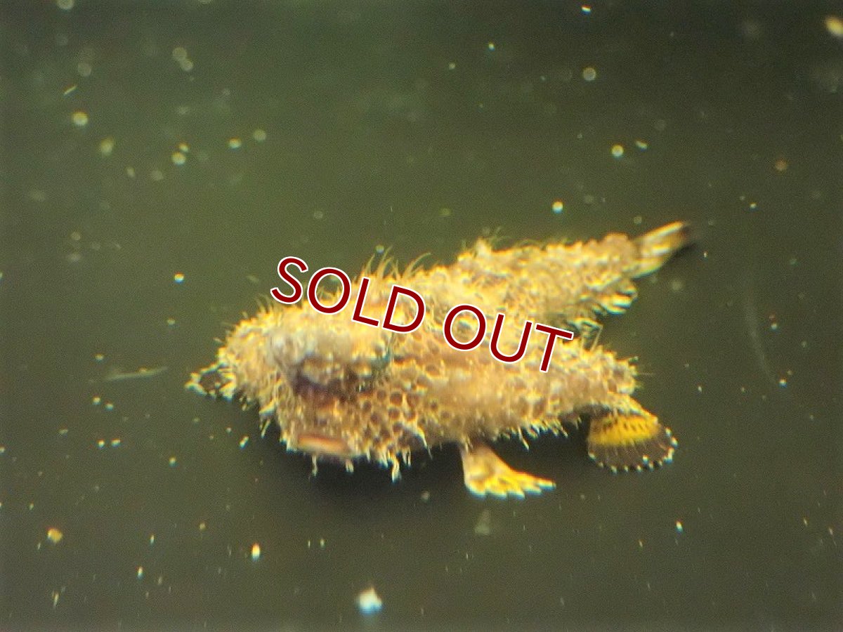 画像4: 【海水魚・バットフィッシュ】ウォーキングバットフィッシュ （1匹）（±6-9cm）（サンプル画像）（生体）(海水魚) (4)