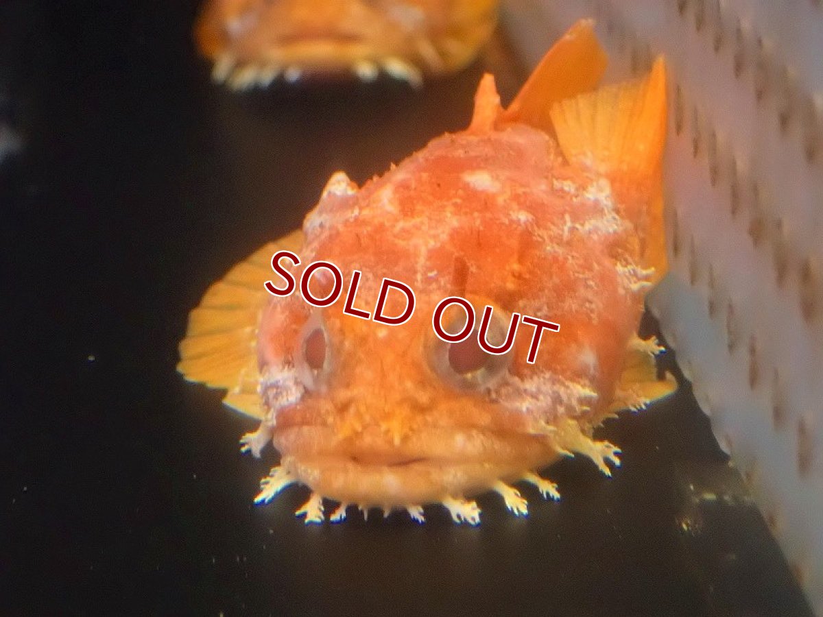 画像2: 【海水魚・トードフィッシュ】オレンジトードフィッシュ【カリブ産】【1匹】（±9-12cm）（サンプル画像）（生体）(海水魚)（サンゴ） (2)