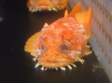 画像2: 【海水魚・トードフィッシュ】【通販】オレンジトードフィッシュ【カリブ産】【1匹】（±9-12cm）（サンプル画像）（生体）(海水魚)（サンゴ） (2)