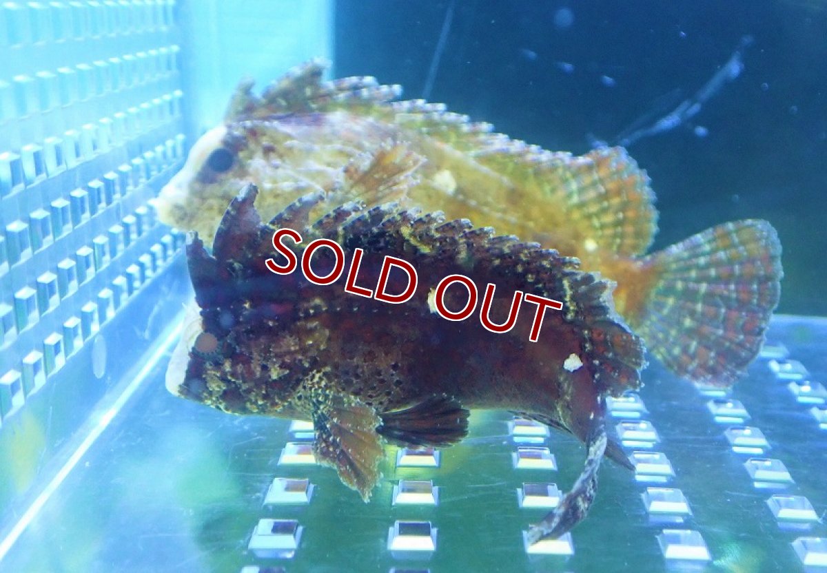 画像2: 【海水魚・オコゼ】ウィスピーワスプフィッシュ【1匹】（±6-8cm）（サンプル画像）（生体）(海水魚) (2)