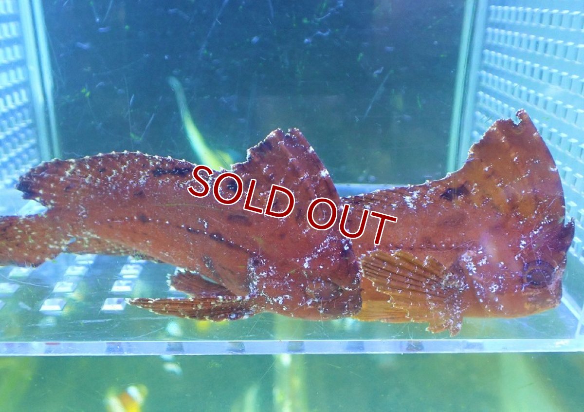 画像2: 【海水魚・オコゼ】ツマジロハオコゼ【1匹】（±7-8cm）（サンプル画像）（生体）(海水魚) (2)